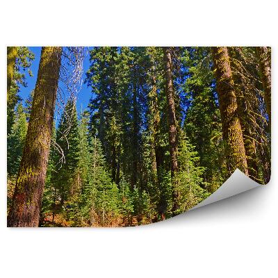 Papier peint Forêt De Pins Herbes Avenues Madrid Ciel