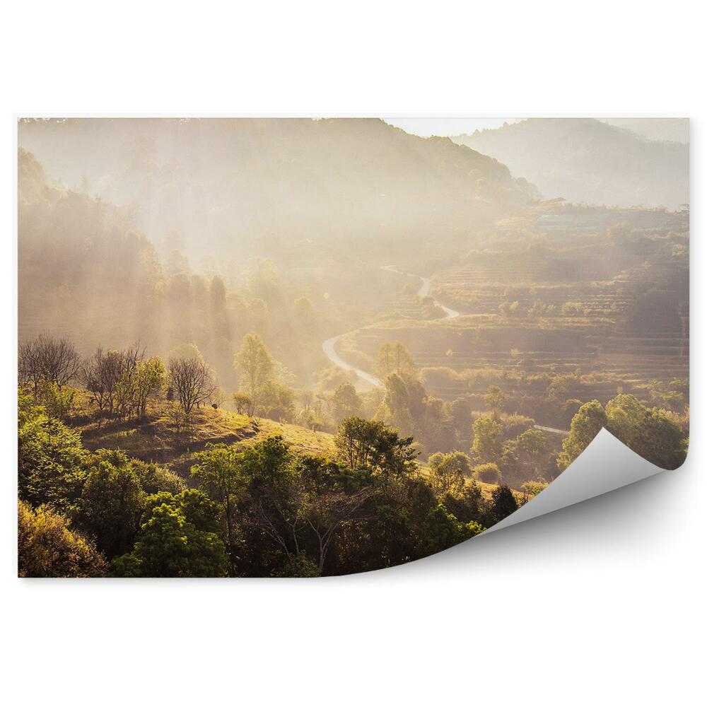 Papier peint Vue D'une Forêt, Arbres, Rayons De Soleil