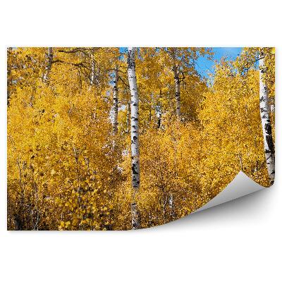 Papier peint Bouleaux en automne dans la forêt