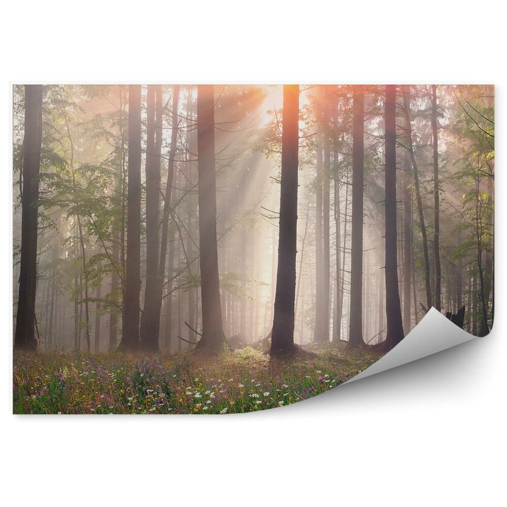 Papier peint Forêt Brumeuse Herbe Arbres Clairière