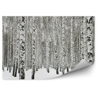 Papier peint Forêt De Bouleaux D'hiver