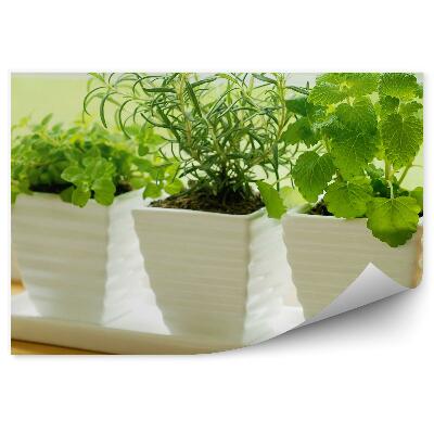 Tapisserie panoramique Pots en céramique herbes fraîches fenêtre rebord de fenêtre