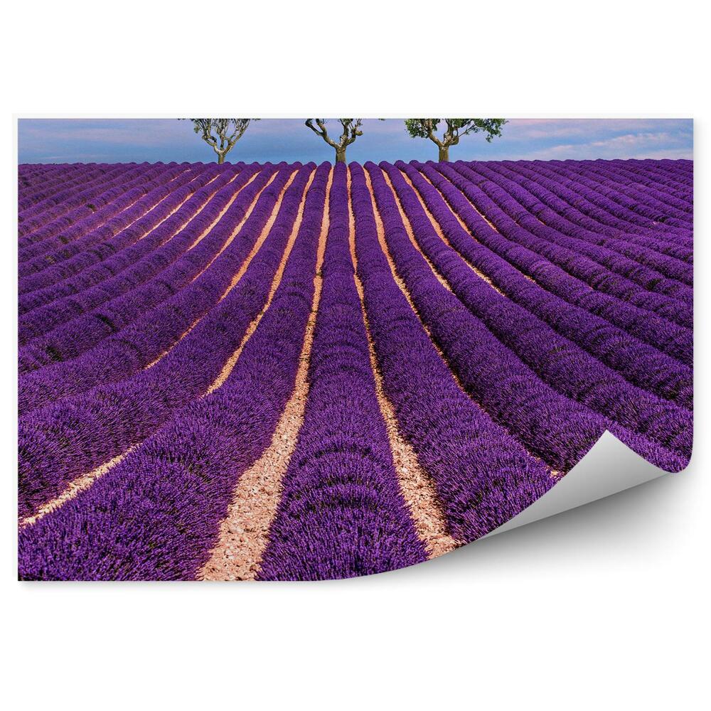 Papier peint Champ de lavande ciel nuage arbres