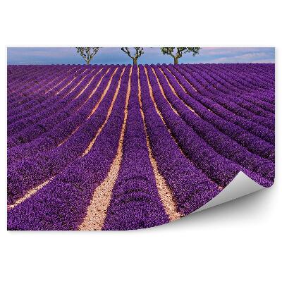 Papier peint Champ de lavande ciel nuage arbres