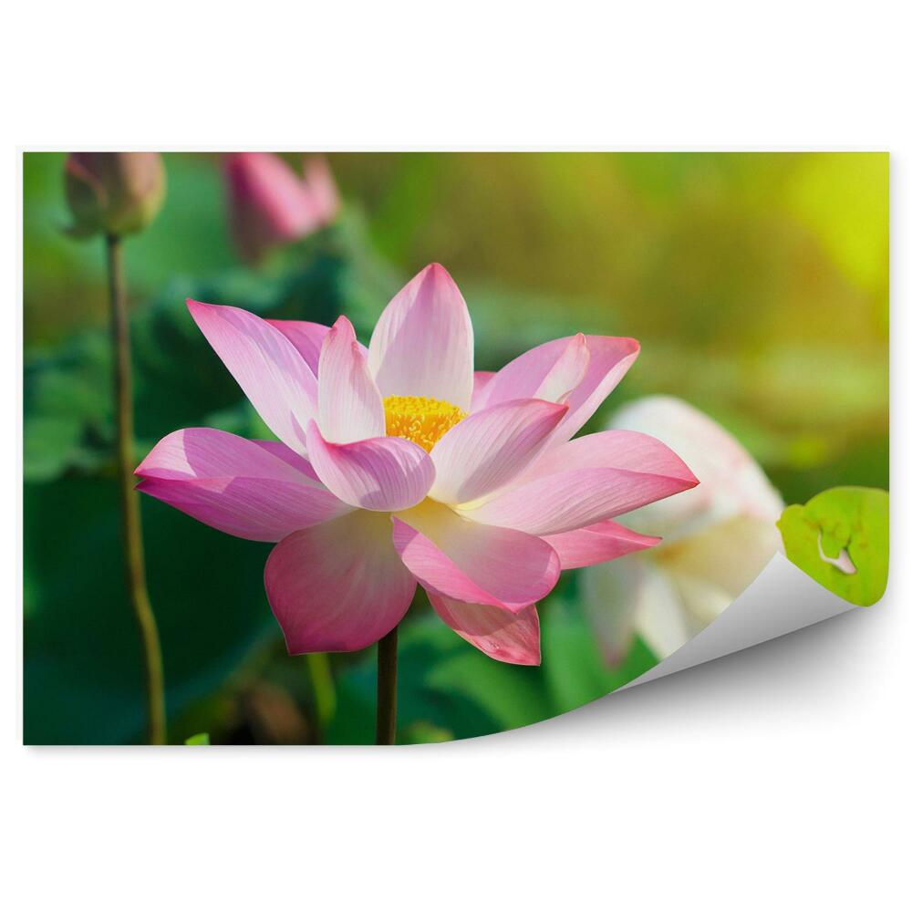 Papier peint Fleurs de lotus