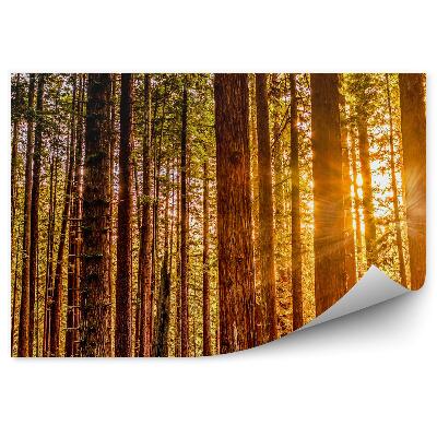 Papier peint Arbres rouges en lumière d'automne Nature