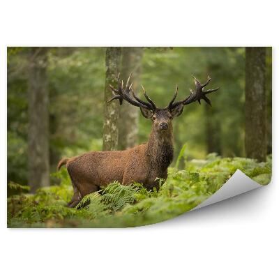 Papier peint panoramique Cerf dans la forêt