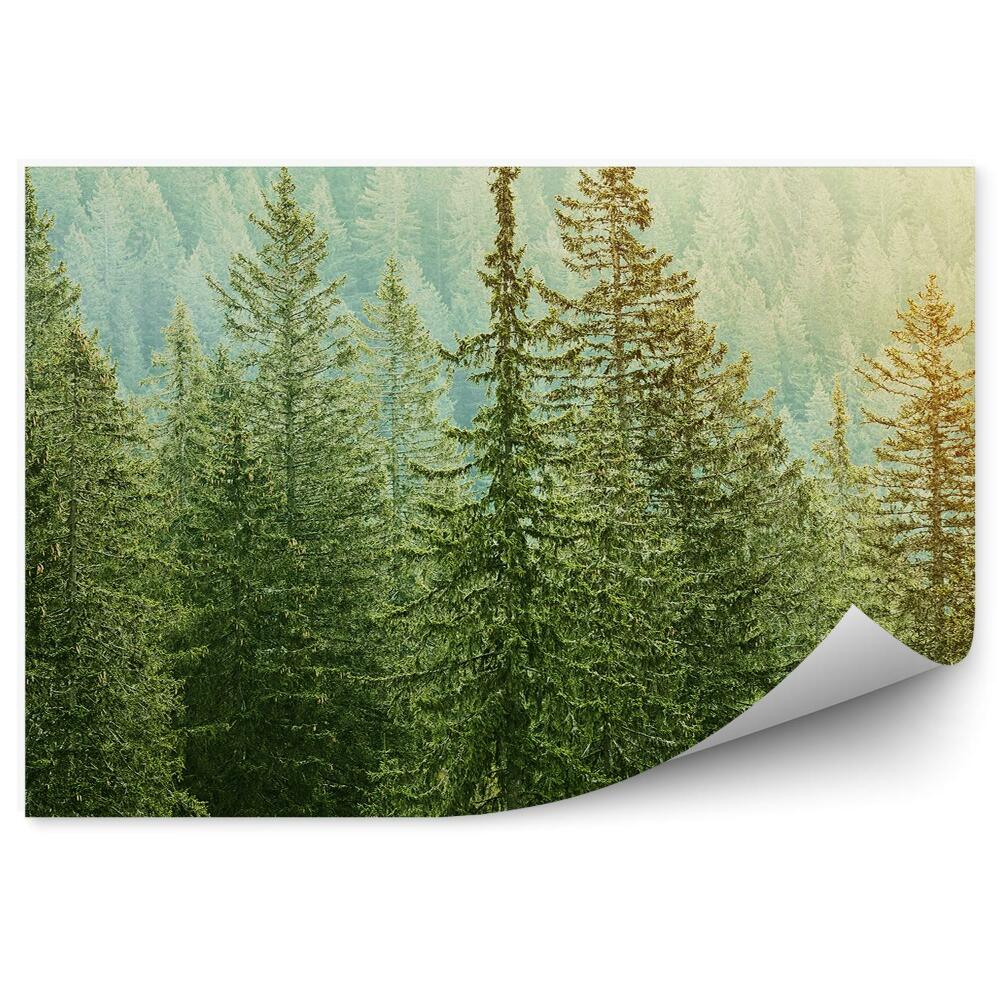 Papier peint Vue Des Forêts De Conifères