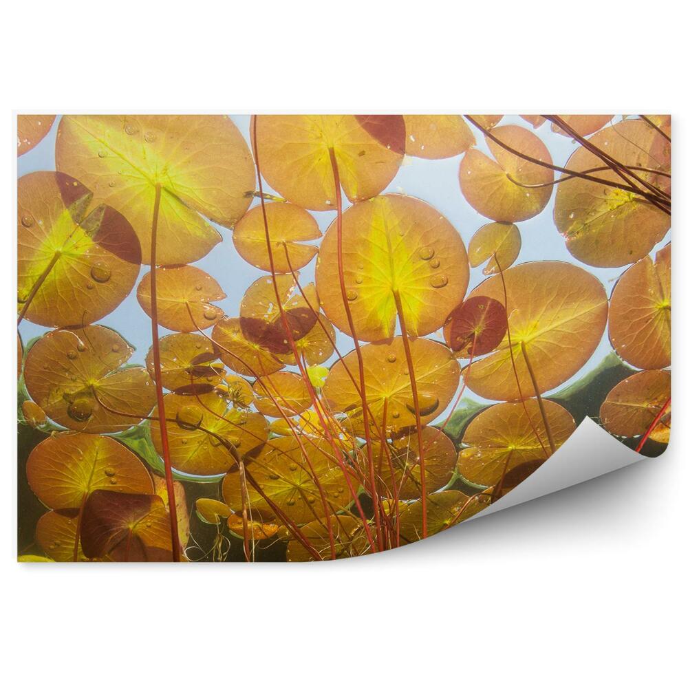 Papier peint Nénuphar orange