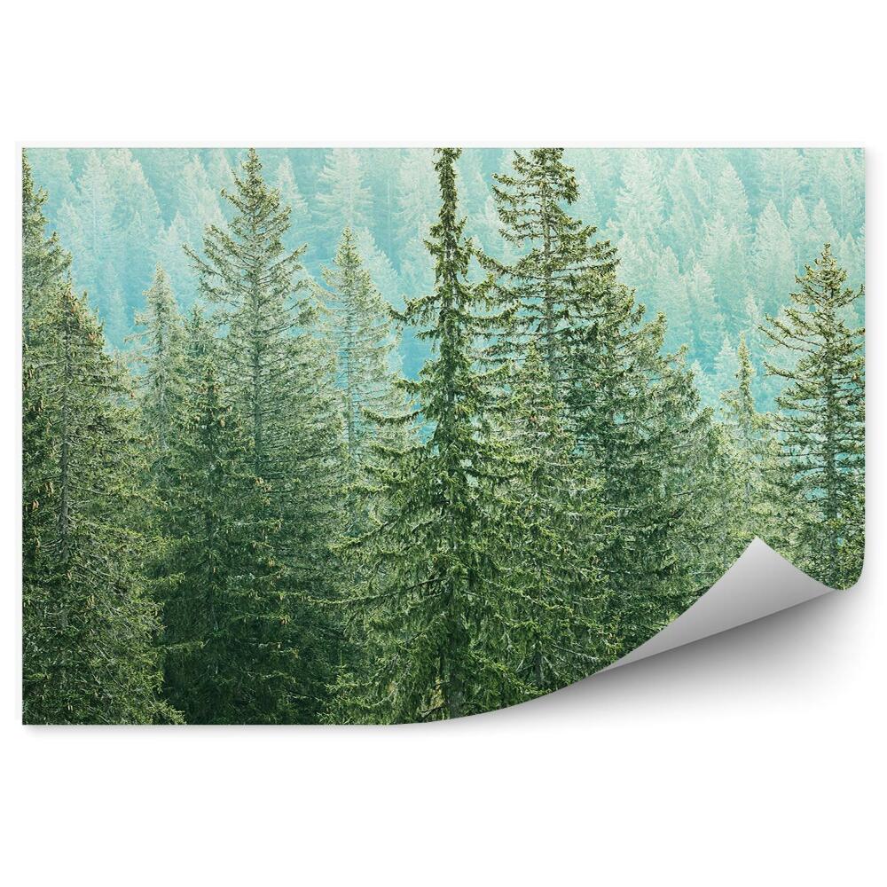 Papier peint Vue Des Forêts De Conifères