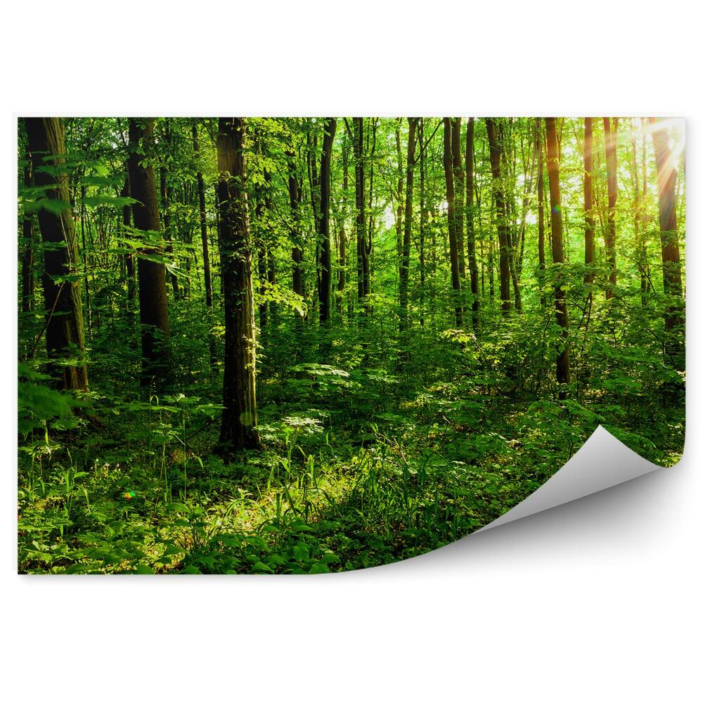 Papier peint Arbres de forêt Branches d'arbres verts en été