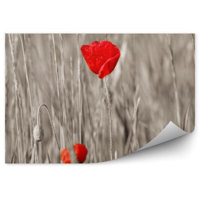 Papier peint Coquelicots rouges tiges fleurs grises pétales