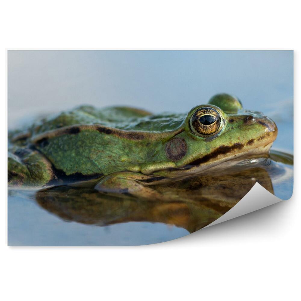 Papier peint Grenouille Dans Un Étang