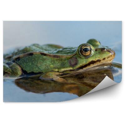 Papier peint Grenouille Dans Un Étang