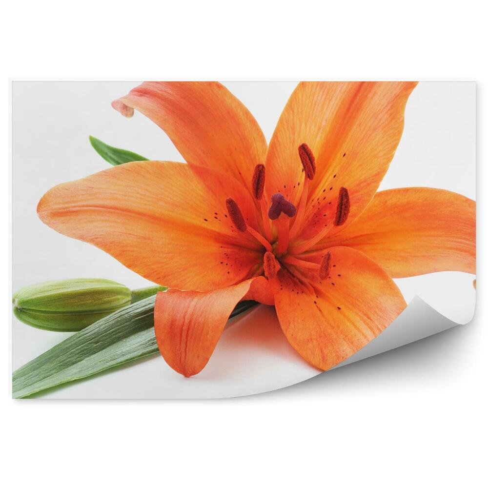 Papier peint Lys orange fond blanc