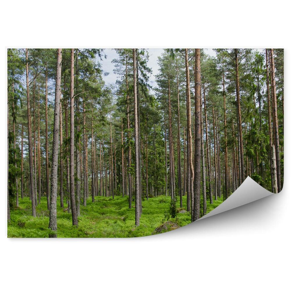 Papier peint Forêt De Conifères D'hiver Des Montagnes