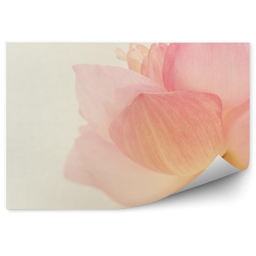 Papier peint Fleur de lotus rose fond jaune