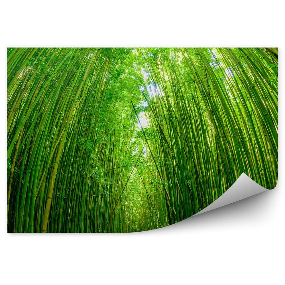 Papier peint Chemin à travers une forêt de bambous Perspective
