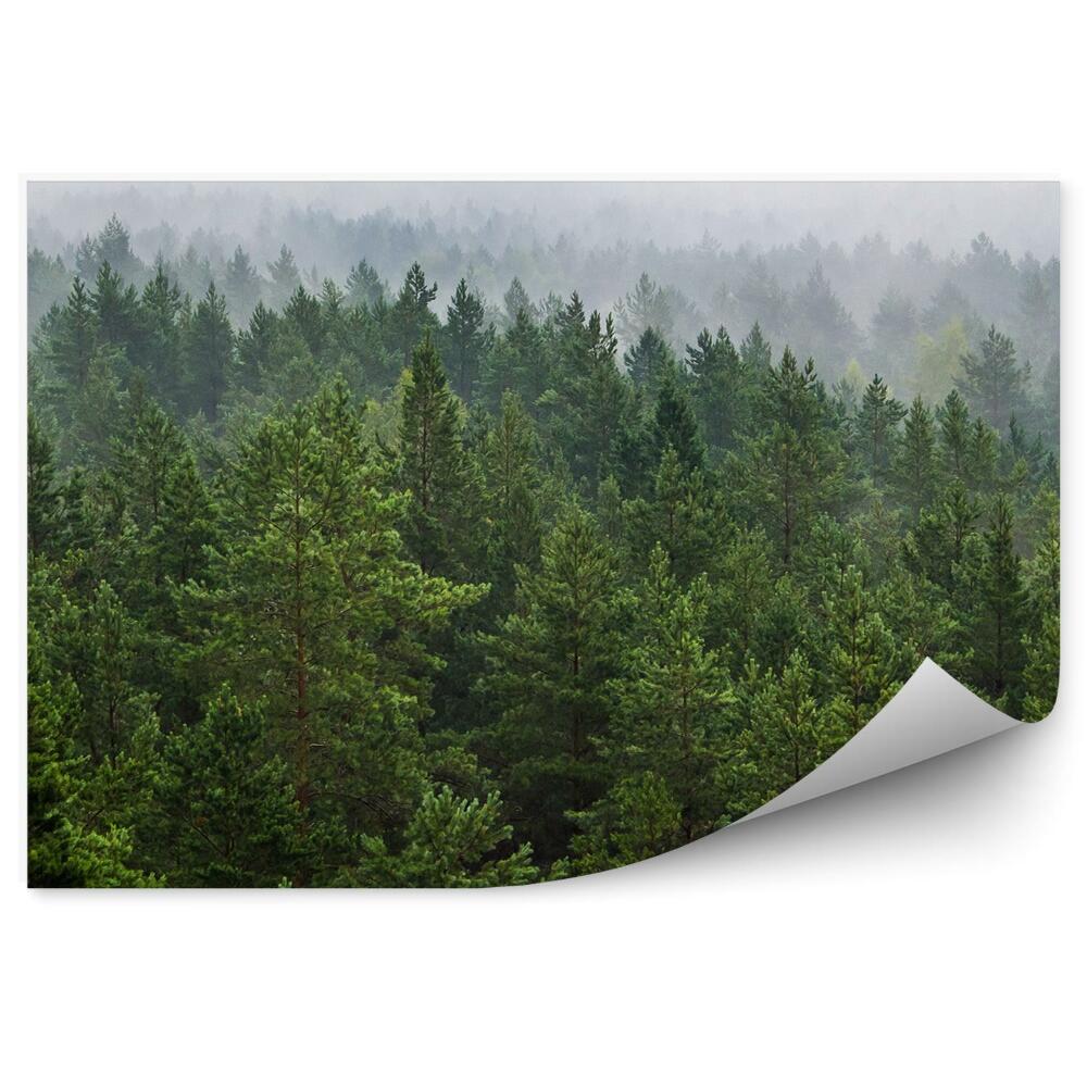 Papier peint Brume au-dessus de la forêt Arbres de Noël Vert Blanc