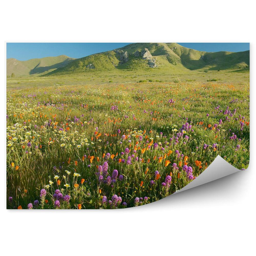 Papier peint Fleurs Colorées Prairie Montagnes Herbe Ciel