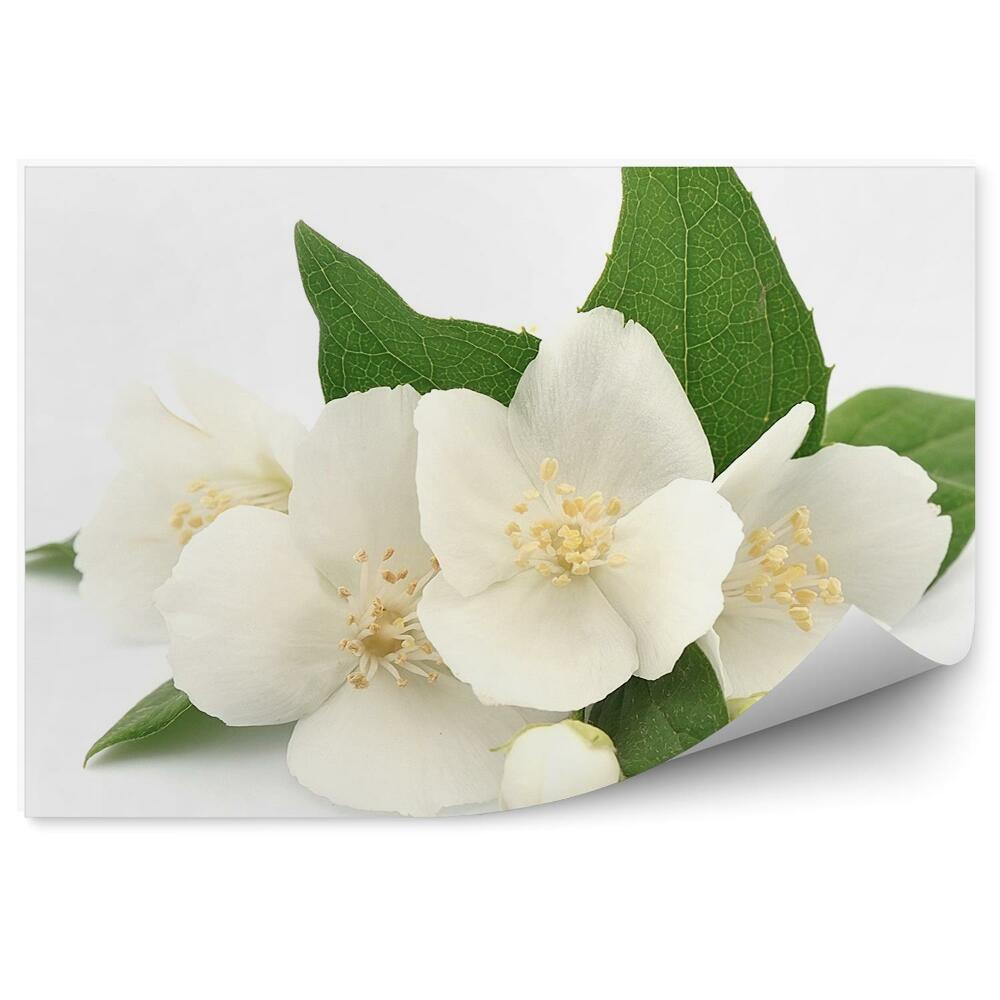 Papier peint Fleurs blanches de plantes