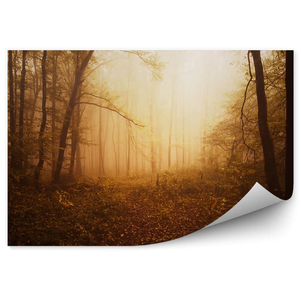 Papier peint Feuilles D'arbres Forestiers Coucher De Soleil