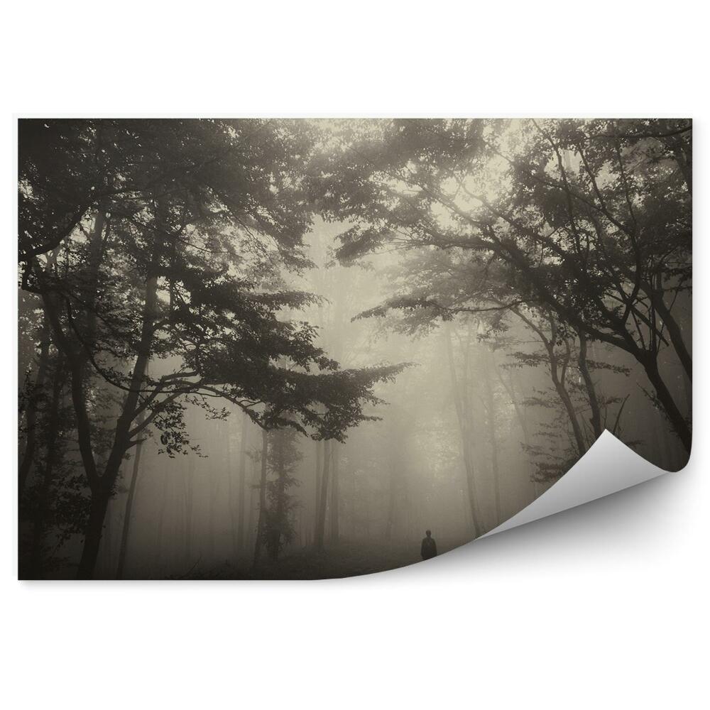 Papier peint Forêt D'arbres Brouillard Homme Chemin Boue
