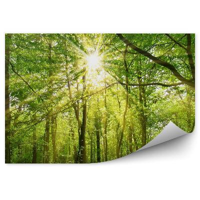 Papier peint Lumière du soleil traversant la couronne des arbres