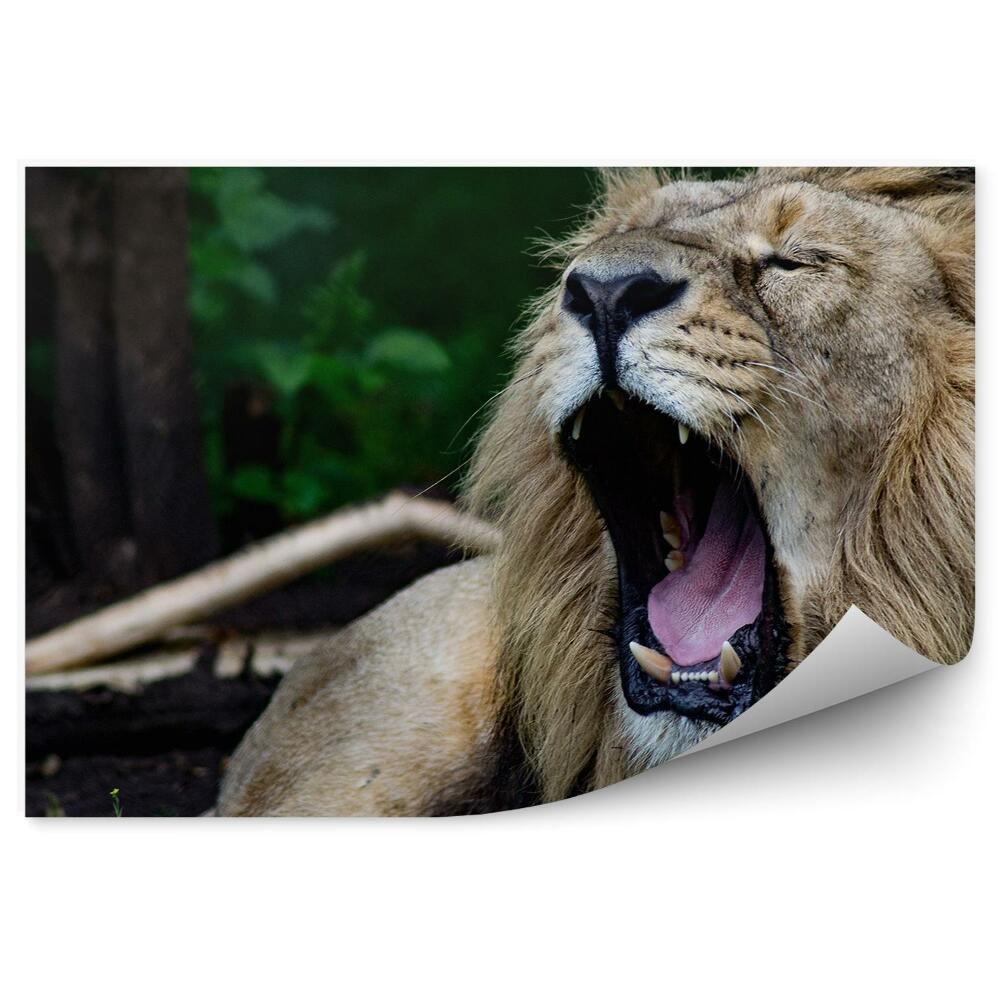 Papier peint Lion Rugissant