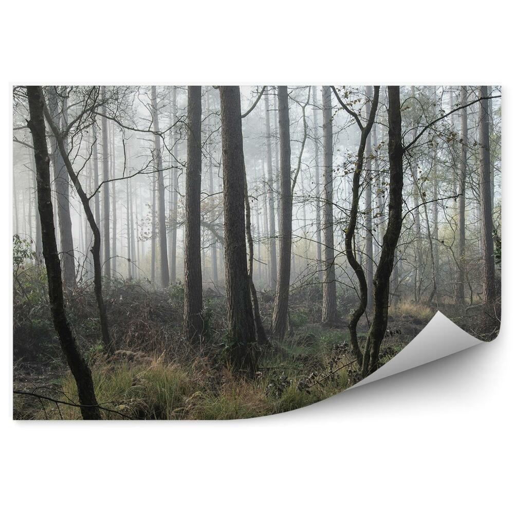 Papier peint Soleil De La Forêt De Pins