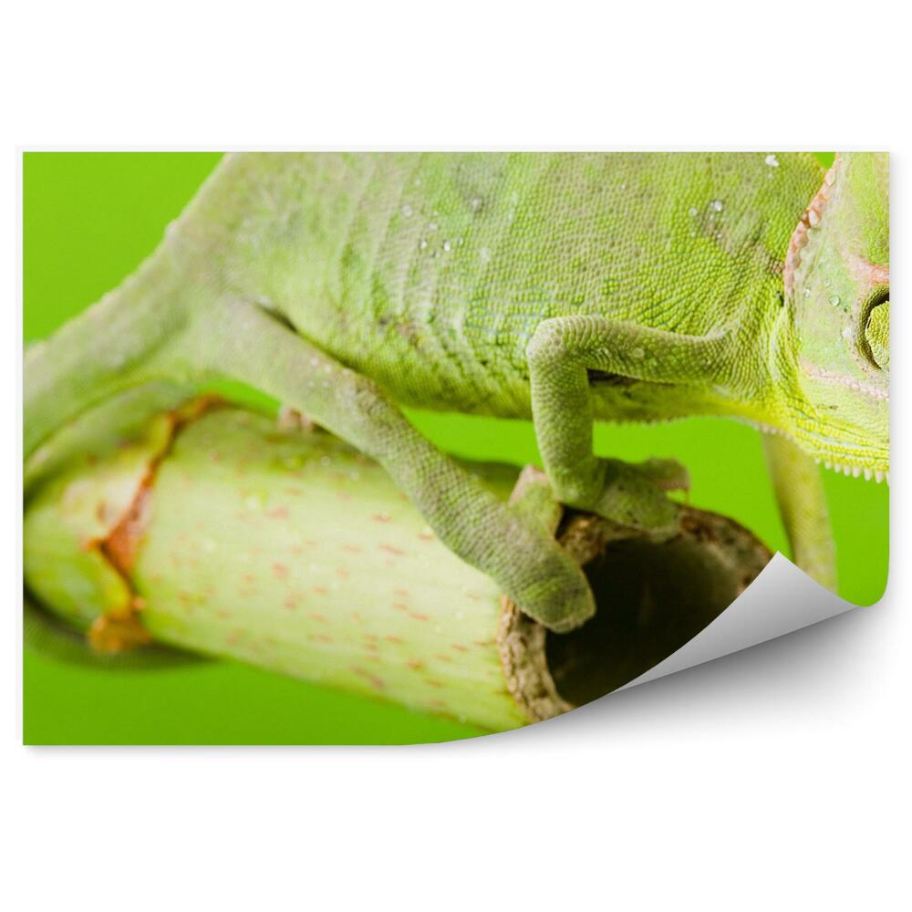 Papier peint Caméléon Vert Sur Un Bâton