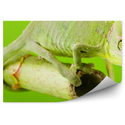Papier peint Caméléon Vert Sur Un Bâton