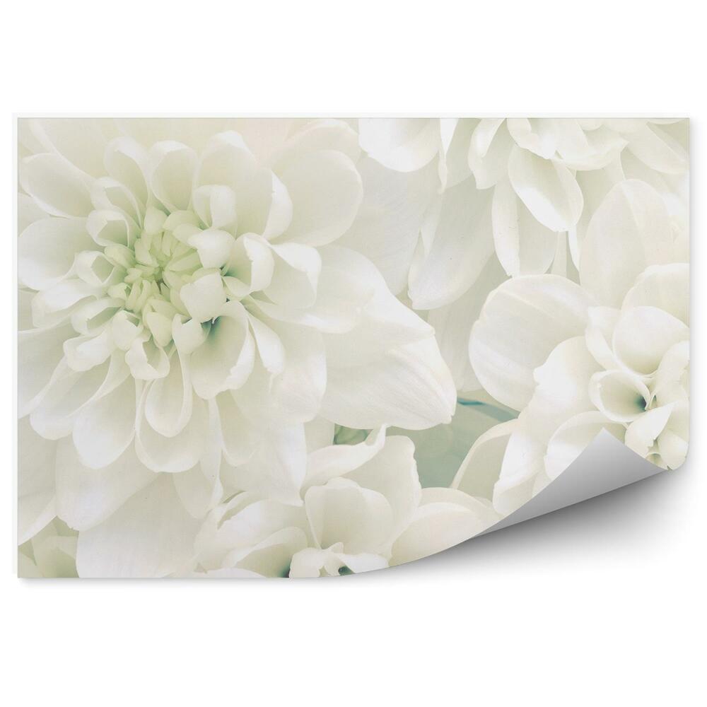 Papier peint Fond de fleurs blanches