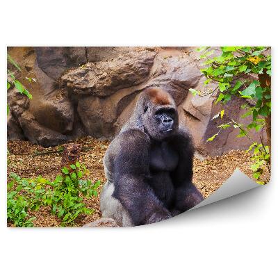 Papier peint Gorille Assis Sur Une Pierre