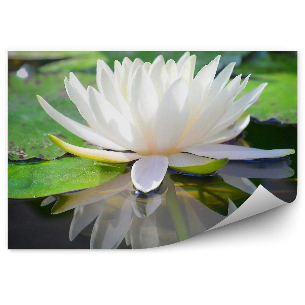 Papier peint Fleur de lotus blanche feuilles vertes eau