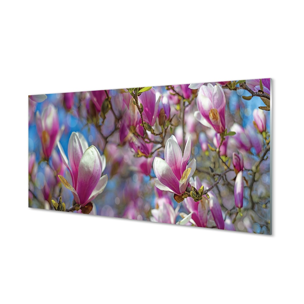 Tableau photo sur verre Arbre magnolias