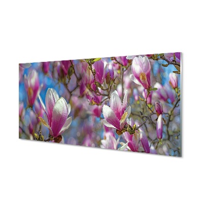 Tableau photo sur verre Arbre magnolias