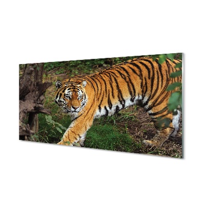 Tableau verre imprimé Tiger woods