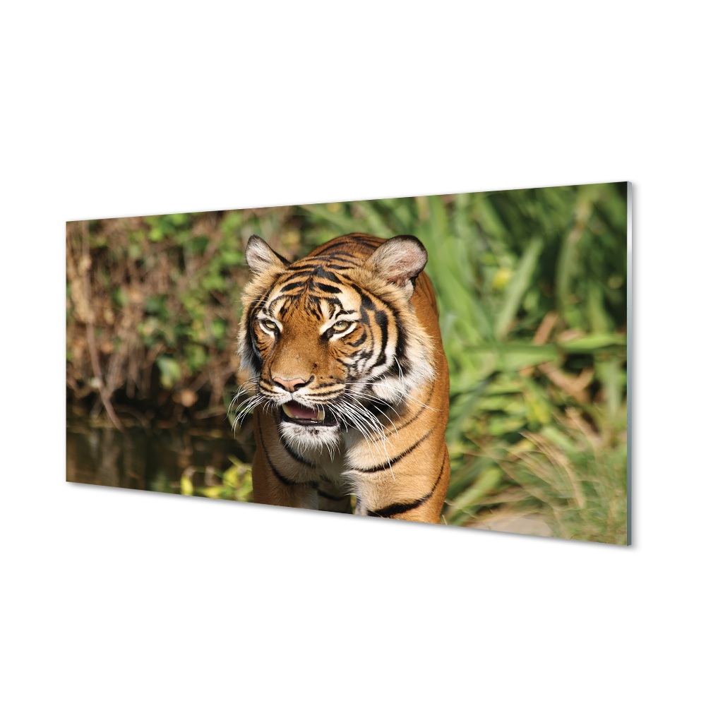 Tableau photo sur verre Tiger woods
