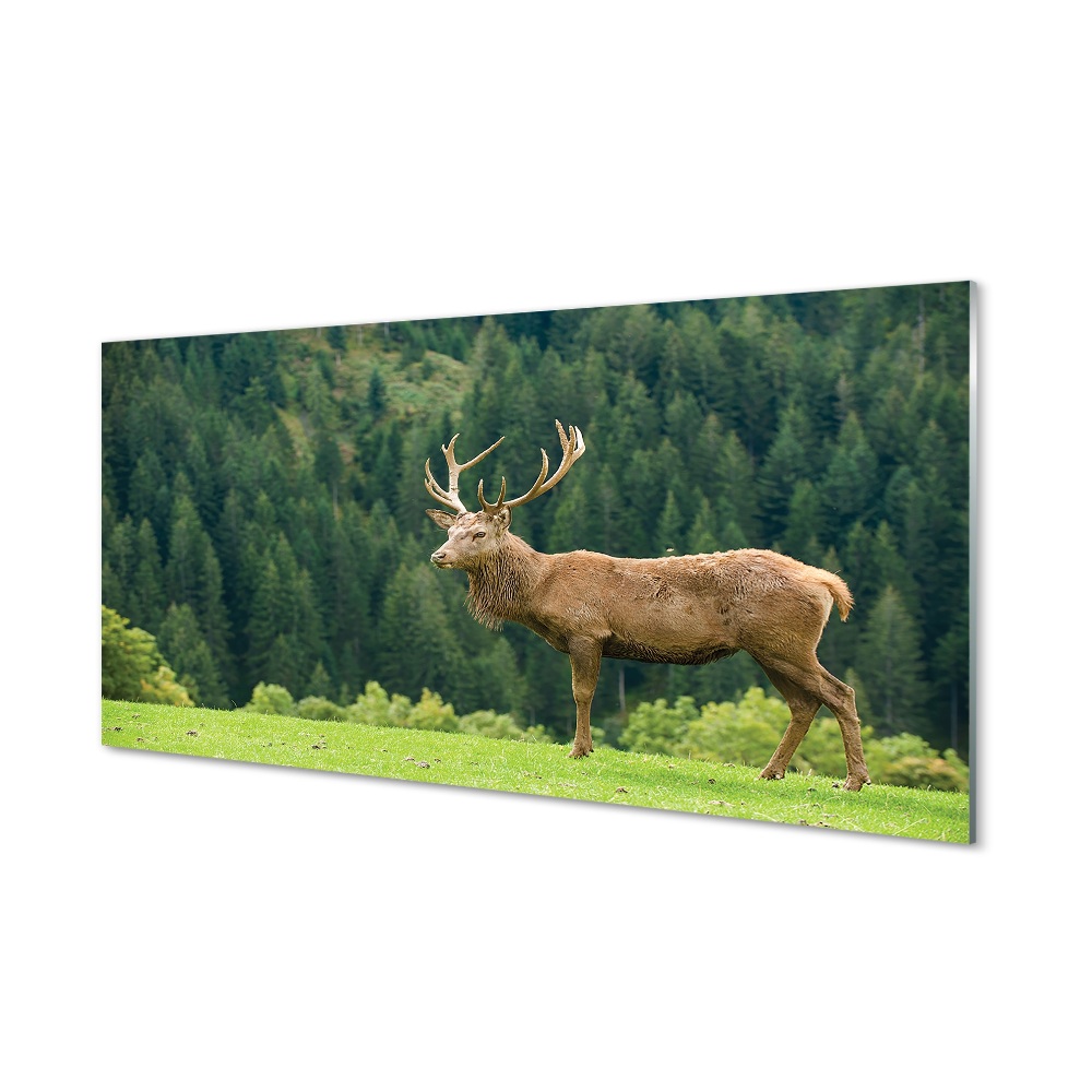 Tableau sur verre Cerfs communs dans le domaine
