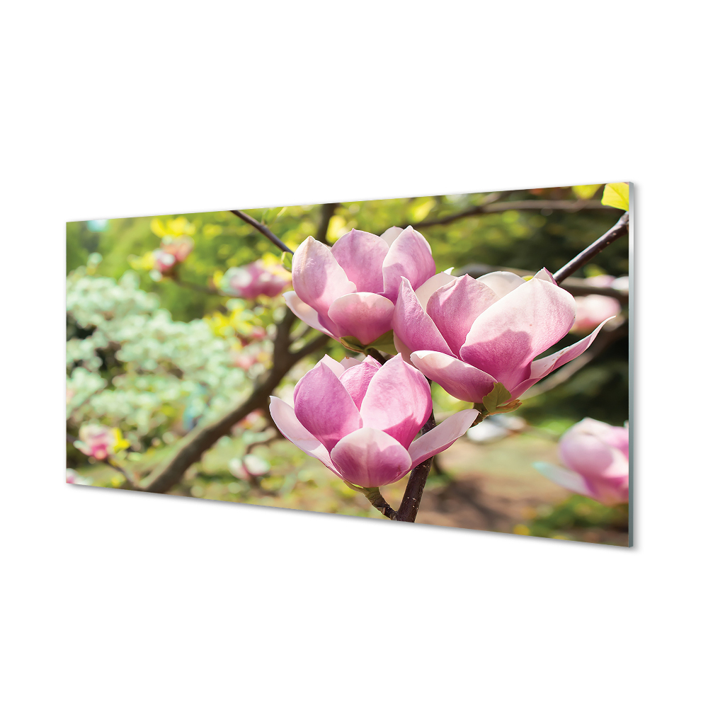 Tableau photo sur verre Arbre magnolias