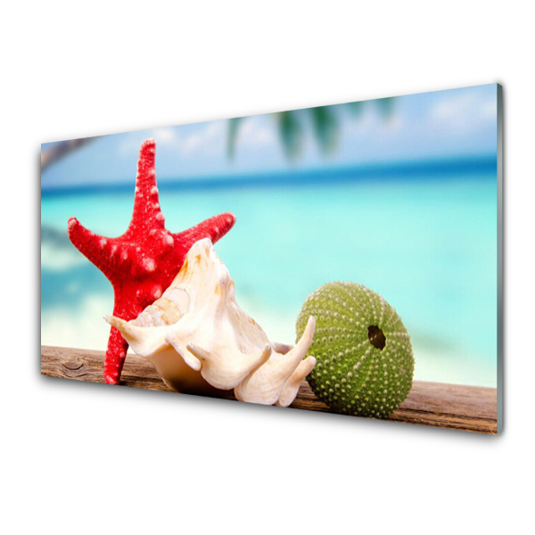Tableau imprimé sur verre Coquillage Etoile de mer Eau