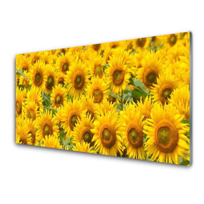 Tableau imprimé sur verre Tournesols dans la prairie