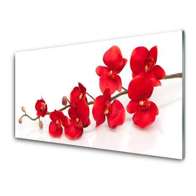 Tableau photo sur verre Fleurs rouges Plante