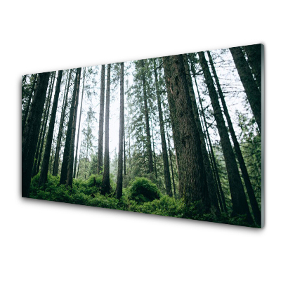 Tableau sur verre Troncs d'arbres dans la forêt