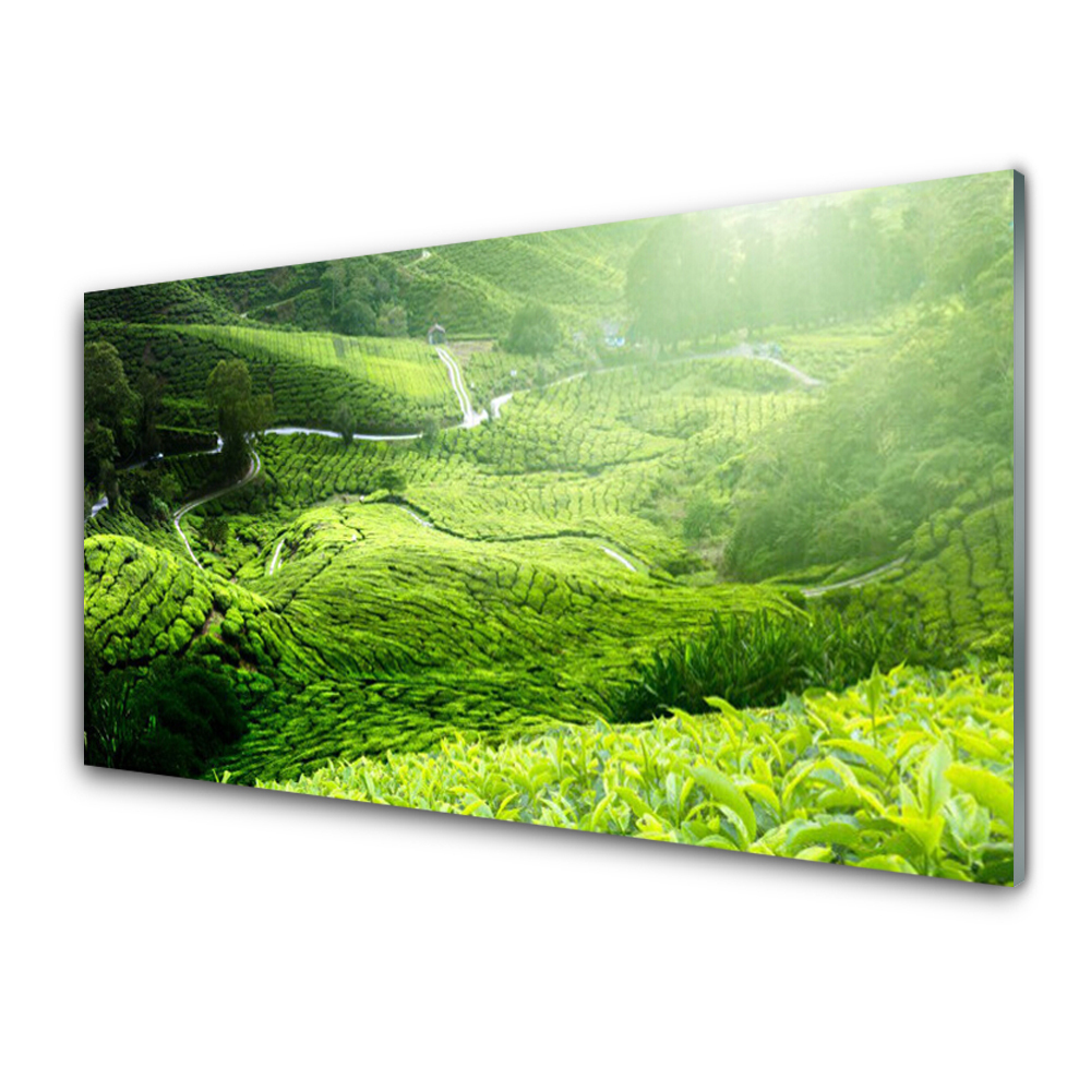 Tableau photo sur verre Champs de thé