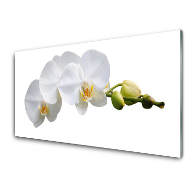 Tableau sur verre Orchidée blanche Fond blanc