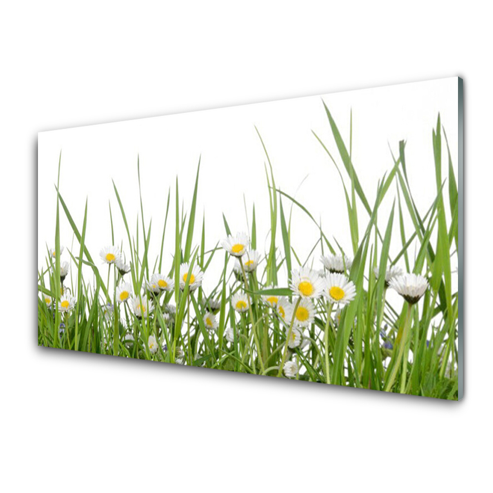 Tableau sur verre Marguerites dans l'herbe