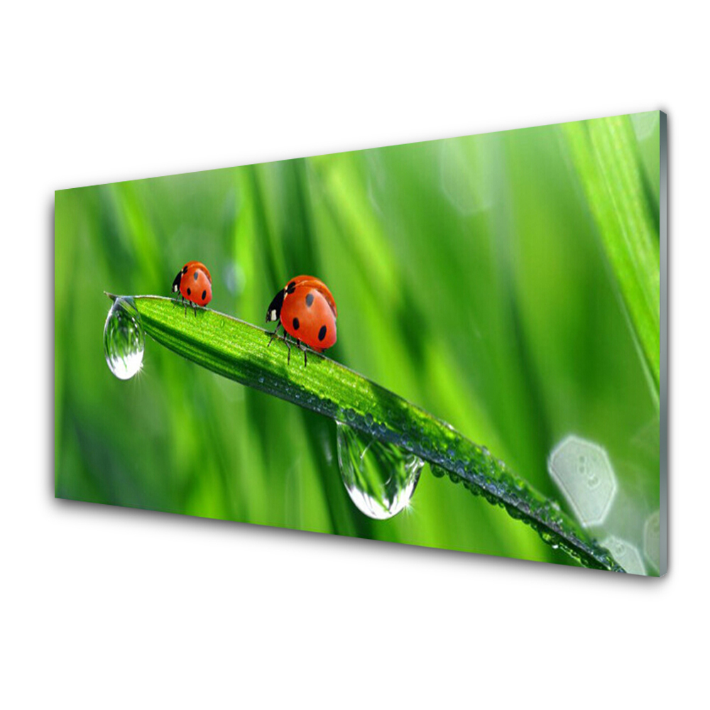 Tableau sur verre Coccinelles sur l'herbe