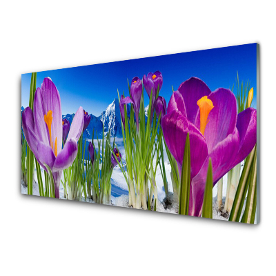 Tableau sur verre Crocus en hiver dans les montagnes